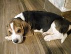Beagle Puppies