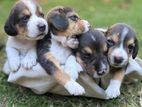 Beagle Puppies