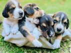 Beagle Puppies