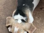 Beagle Puppy