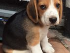 Beagle Puppy