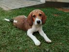 Beagle Puppy