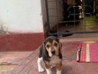 Beagle Puppy