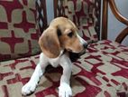 Beagle Puppy
