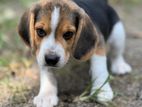 Beagle Puppy