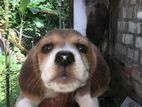 Beagle Puppy