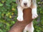 Beagle Puppy