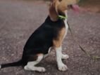 Beagle Puppy