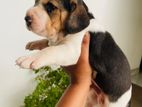 Beagle Puppy