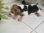 Beagle Puppy