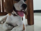 Beagle Puppy