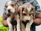 Beagle Puppies