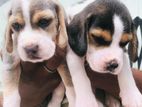Beagle Puppys