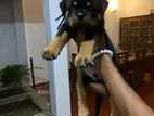 Rottweiler Puppy
