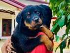 Beast Rottweiler Puppy