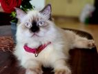 Himalayan Cat