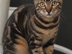 L 6 Month Old Purebred Bengal Female