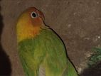 African Love Bird