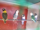 African Love Birds