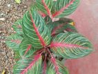 Aglaonema Plant