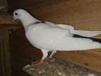 Pigeon