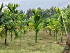 Land with House for Sale Matale