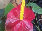 Anthurium Plants