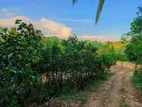 Beautiful Cinnamon Land For Sale Weligama