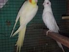 Cockatiel Bird
