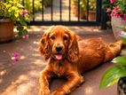 Cocker Spanial Puppy