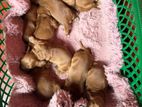 Cocker Spanial Puppy