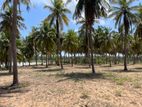 Beautiful Coconut land for sale in Kalpitiya (C7-5820)