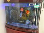 Fish Tank with Discus