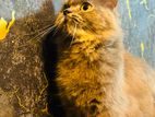 Beautiful Fluffy Dilute Tortie Persian Cat
