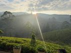 Beautiful Houses for sale in Rozella