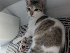 Kitten for Kind Home