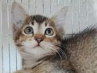 Kitten for Kind Home