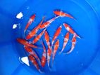 Kohaku Koi Fish