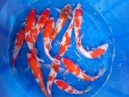 Beautiful Kohaku Koi Fish