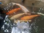 Beautiful Koi calf with long tail fish