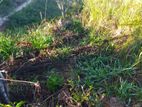 Beautiful Land for Sale in Bandarawela Kontehela