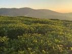 Beautiful Land for Sale in Nuwara Eliya