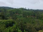 Beautiful Land for Sale in Nuwaraeliya Abewela