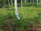 Beautiful Land for Sale in Polgahawela Ibulgasdeniya