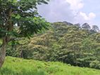 Beautiful Land for Sale in Pussellawa