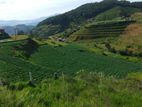 Beautiful Land for Sales in Nuwaraeliya Abewela