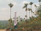 Beautiful land in nawalapitiya