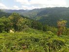 Beautiful land in nilamba