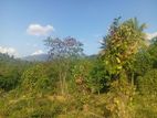 Beautiful Land in Pilimathalawa