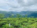 Beautiful land in pudaluoya,.,.,.,.